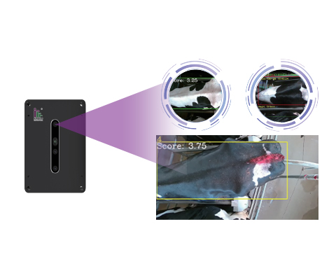 3D Visual Intelligent Body Condition Scoring （BCS） System